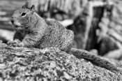 Photo: dd001213     California Ground Squirrel , Spermophilus beecheyi,  Monterey Peninsula, California, USA