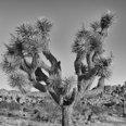 Photo: dd011018     Joshua Tree , Yucca brevifolia,  Joshua Tree National Park, California, USA