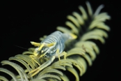 Photo: dd001120     Crinoid shrimp , Periclimenes amboinensis,  Bali, Indopacific, Indonesia