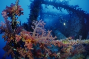 Photo: dd001204     Shipwreck SS Numidia and Diver , ,  Big Brother, Red Sea, Egypt