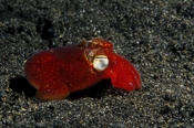 Photo: dd001332     Bobtail squid , Eupyrmna sp.,   Lembeh Strait, Indopacific, Indonesia