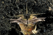 Photo: dd011058     Bobbit worm , Eunice aphroditois,  Lembeh Strait, Indopacific, Indonesia
