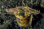 Photo: dd011059     Bobbit worm , Eunice aphroditois,  Lembeh Strait, Indopacific, Indonesia