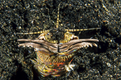 Photo: dd011062     Bobbit worm , Eunice aphroditois,  Lembeh Strait, Indopacific, Indonesia