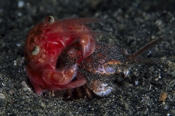Photo: dd001559      unknown crab , Lembeh Strait, Indopazifik, Indonesien