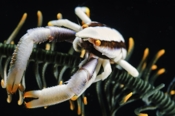 Photo: dd011085     Elegant Squat Lobster , Allogalathea elegans,  Bali, Indopacific, Indonesia