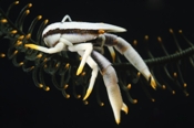 Photo: dd011089     Elegant Squat Lobster , Allogalathea elegans,  Bali, Indopacific, Indonesia