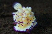 Photo: dd001581     Yellow-purple Nudibranch , Mexichromis multituberculata,  Bali, Indopacific, Indonesia