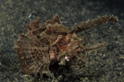 Photo: dd001324     Ambon scorpionfish , Pteroidichthys amboinensis,  Lembeh Strait, Indopacific, Indonesia