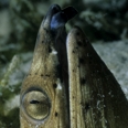 Photo: dd001411     Black-finned snake eel , Ophichtus melanochir,  Mabul, Celebes Sea, Malaysia