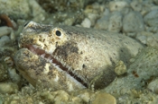 Photo: dd011016     Stargazer snake eel , Brachysomophis Cirrocheilos,  Mabul, Celebes Sea, Malaysia