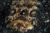 Photo: dd001477     Marbled stargazer , Uranoscopidae,  Lembeh Strait, Indopacific, Indonesia