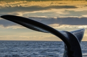 Photo: dd001005     Southern right whale , Eubalaena australis,  Peninsula Valdes,  Atlantic, Patagonia, Argentina