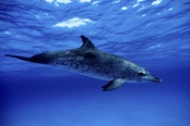 Photo: dd001553     Atlantic spotted dolphin , Stenella frontalis,  Little Bahama Bank, Atlantic, Bahamas