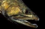 Photo: dd001252     Brook trout , Salvelinus fontinalis,  Bavaria, Germany
