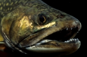 Photo: dd001258     Brook trout , Salvelinus fontinalis,  Bavaria, Germany