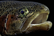 Photo: dd001266     Rainbow trout , Oncorhynchus mykiss,  Bavaria, Germany