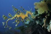 Photo: dd001103     Leafy sea dragon , Phycodurus eques,  Kangaroo Island, Pacific, South Australia