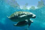Photo: dd000816     West Indian Manatee , Trichechus manatus,  Crystal River, Florida, USA