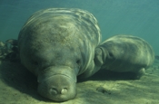Photo: dd001030     West Indian Manatee , Trichechus manatus,  Crystal River, Florida, USA