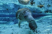 Photo: dd001592     West Indian Manatee , Trichechus manatus,  Crystal River, Florida, USA