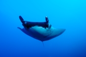 Photo: dd011015     Manta ray , Manta birostris,  San Benedicto, Revillagigedo Socorro Island, Pacific, Mexico