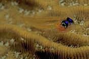 Photo: dd001198     Peppermint Goby , Coryphopterus lipernes,  Curacao, Caribbean, Netherlands Antilles