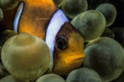 Photo: dd001202     Red Sea Clownfish , Amphiprion bicinctus,  Red Sea, Egypt