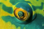 Photo: dd001228     Ember parrotfish eye , Scarus rubroviolaceus oculus,  Red Sea, Egypt