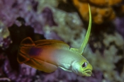 Photo: dd011103     Fire Dartfish , Nemateleotris magnifica,  Ari Atoll Indian Ocean, Maldives