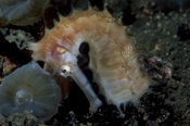 Photo: dd001067     Thorny seahorse , Hippocampus histrix,  Lembeh Strait, Indopacific, Indonesia