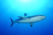 Photo: dd001699     Blacktip Shark , Carcharhinus limbatus,  Bahamas, Atlantic