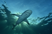 Photo: dd001710     Blacktip Shark , Carcharhinus limbatus,  Bahamas, Atlantic