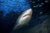 Photo: dd001070     Sandtiger shark , Carcharias taurus,  Cape Lookout, Atlantic, North Carolina, USA