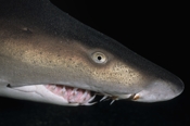 Photo: dd001072     Sandtiger shark , Carcharias taurus,  Cape Lookout, Atlantic, North Carolina, USA