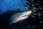 Photo: dd001074     Sandtiger shark , Carcharias taurus,  Cape Lookout, Atlantic, North Carolina, USA