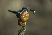 Photo: dd016000      Kingfisher (Alcedo atthis) with captured fish in its beak on a branch stump