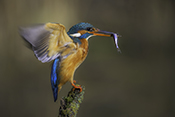 Photo: dd016001      Kingfisher (Alcedo atthis) with captured fish in its beak on a branch stump