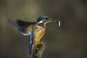 Photo: dd016002      Kingfisher (Alcedo atthis) with captured fish in its beak on a branch stump