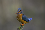 Photo: dd016003      Kingfisher (Alcedo atthis) with captured fish in its beak on a branch stump