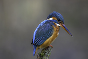 Photo: dd016004      Kingfisher (Alcedo atthis) on a branch stump