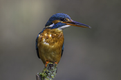 Photo: dd016006      Kingfisher (Alcedo atthis) on a branch stump