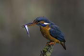 Photo: dd016007      Kingfisher (Alcedo atthis) with captured fish in its beak on a branch stump