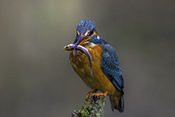 Photo: dd016008      Kingfisher (Alcedo atthis) with captured fish in its beak on a branch stump