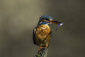 Photo: dd016010      Kingfisher (Alcedo atthis) with captured fish in its beak on a branch stump