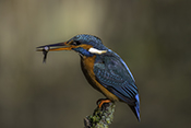 Photo: dd016011      Kingfisher (Alcedo atthis) with captured fish in its beak on a branch stump