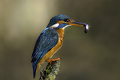 Photo: dd016012      Kingfisher (Alcedo atthis) with captured fish in its beak on a branch stump