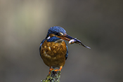 Photo: dd016013      Kingfisher (Alcedo atthis) with captured fish in its beak on a branch stump