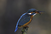 Photo: dd016014      Kingfisher (Alcedo atthis) with captured fish in its beak on a branch stump