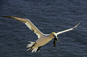 Photo: dd011092     northern gannet , Morus bassanus,  Heligoland, North Sea, Germany